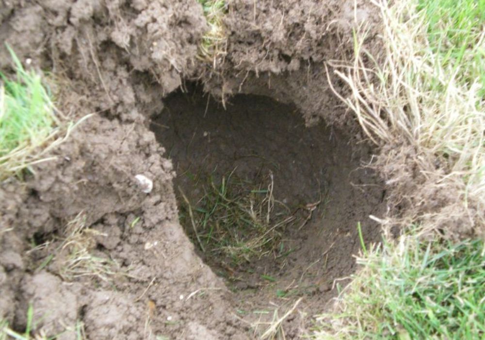The mole nest and the network of mole galleries