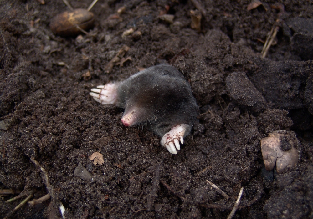 Pourquoi les taupes envahissent-elles votre jardin ?