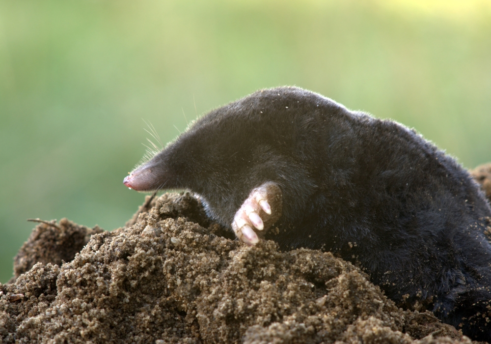 Pourquoi les taupes envahissent-elles votre jardin et comment les gérer efficacement ?