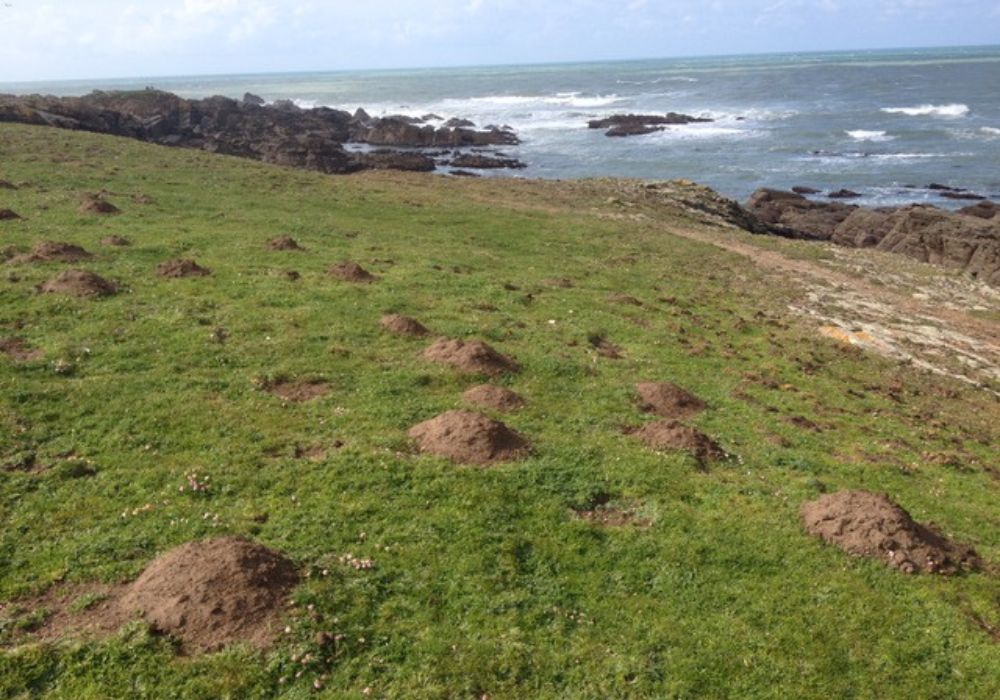 Taupier des Côtes-d’Armor (22) : une expertise locale au service des jardins bretons